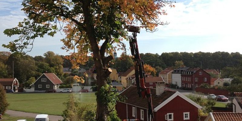 Arborist Stockholm